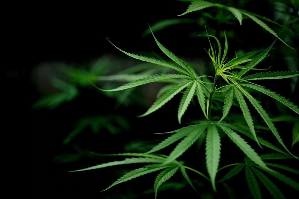 cannabis marijuana leaf -is cbd legal in california